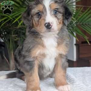 Niko, Mini Bernedoodle Puppy
