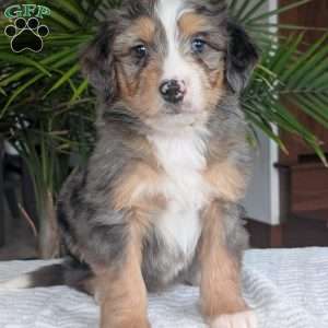 Niko, Mini Bernedoodle Puppy