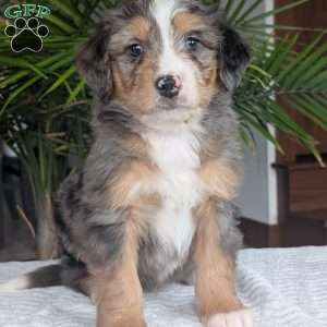 Niko, Mini Bernedoodle Puppy