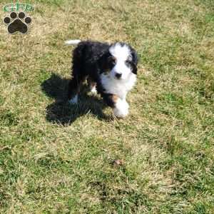 Boomer, Mini Bernedoodle Puppy
