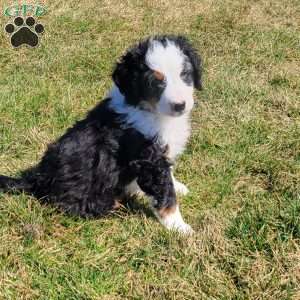 Boomer, Mini Bernedoodle Puppy