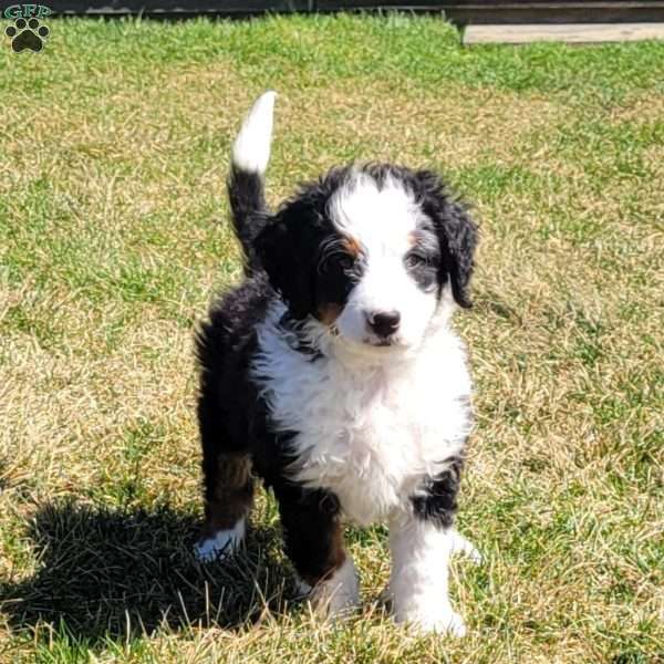Boomer, Mini Bernedoodle Puppy