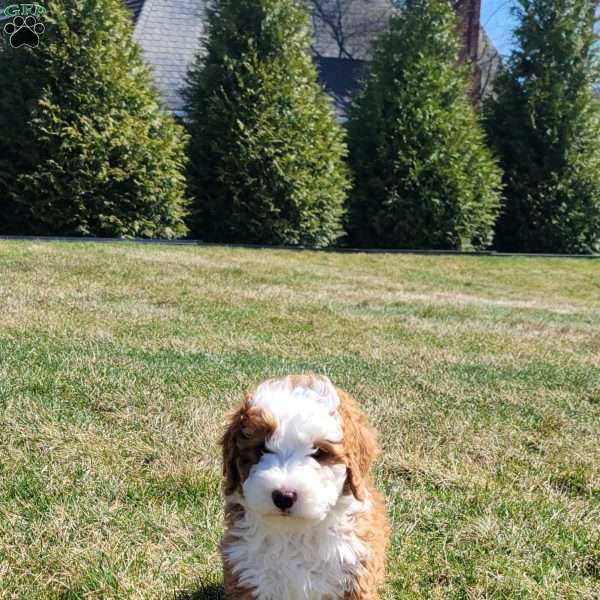 Rex, Mini Bernedoodle Puppy