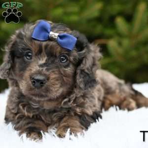 Tyler, Cavapoo Puppy
