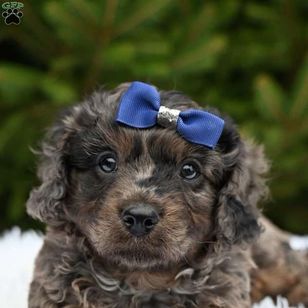 Tyler, Cavapoo Puppy