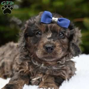 Tyler, Cavapoo Puppy