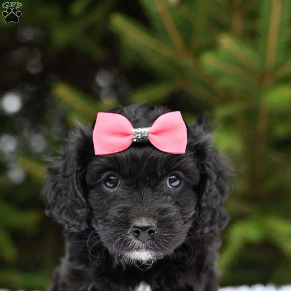 Twinkles, Cavapoo Puppy