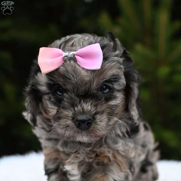 Twilight, Cavapoo Puppy