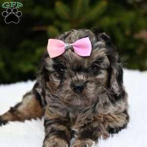 Twilight, Cavapoo Puppy