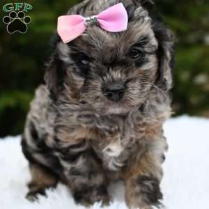 Twilight, Cavapoo Puppy
