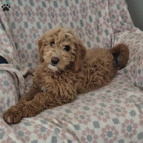 Lacey, Goldendoodle Puppy