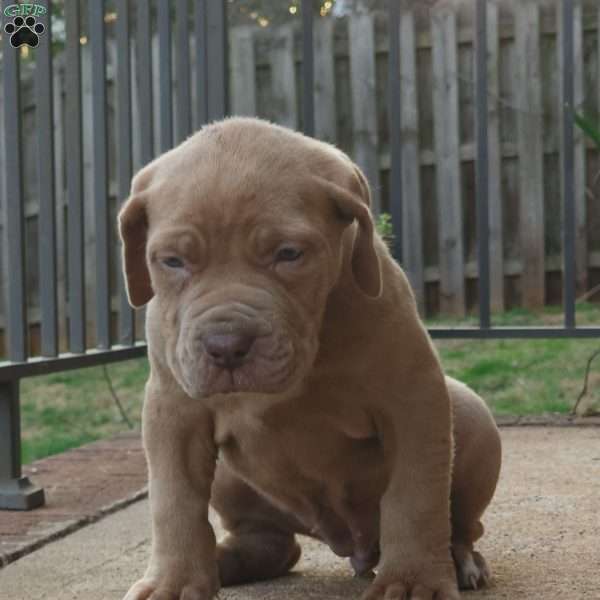 Whitney, African Boerboel Puppy