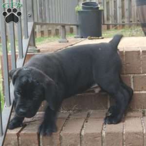 Tank, African Boerboel Puppy