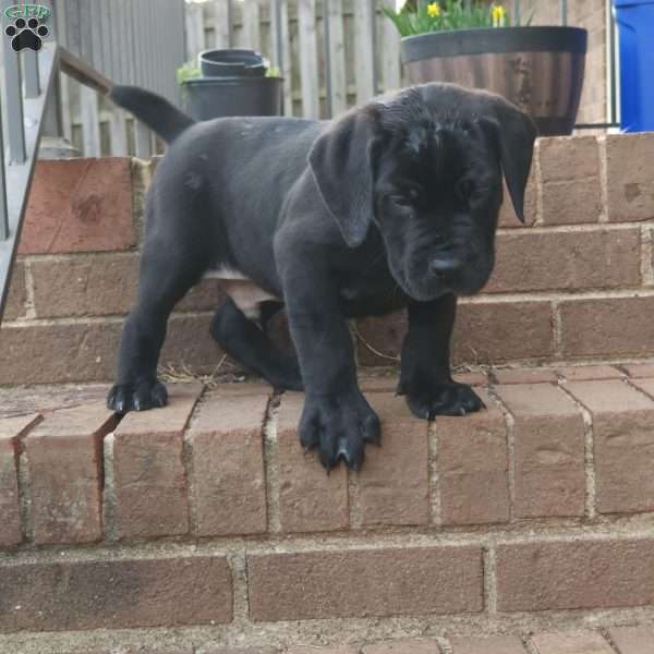 Tank, African Boerboel Puppy