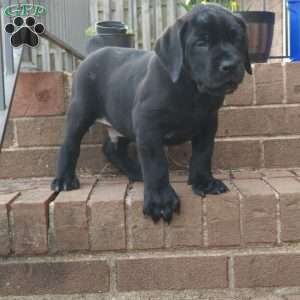 Tank, African Boerboel Puppy