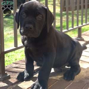 Tank, African Boerboel Puppy