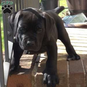 Tank, African Boerboel Puppy