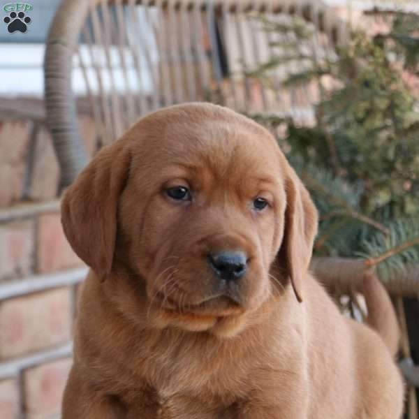Liam, Fox Red Labrador Retriever Puppy