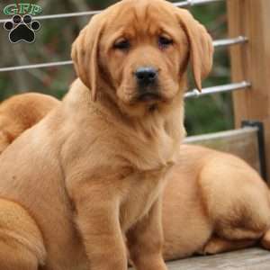 Lily, Fox Red Labrador Retriever Puppy