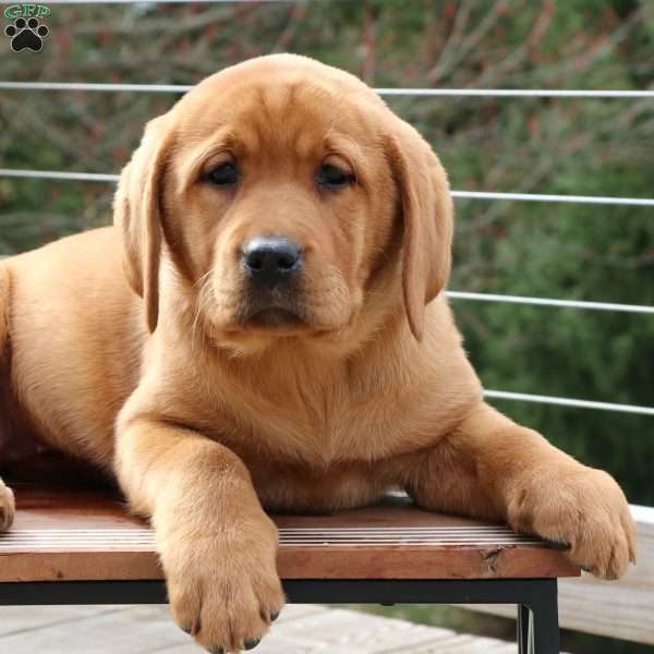 Lily, Fox Red Labrador Retriever Puppy