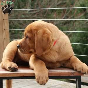 Lily, Fox Red Labrador Retriever Puppy