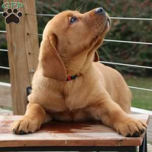 Lily, Fox Red Labrador Retriever Puppy