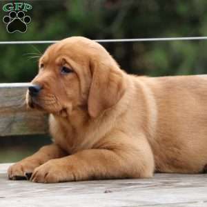 Lacey, Fox Red Labrador Retriever Puppy