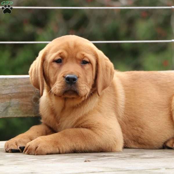 Lacey, Fox Red Labrador Retriever Puppy