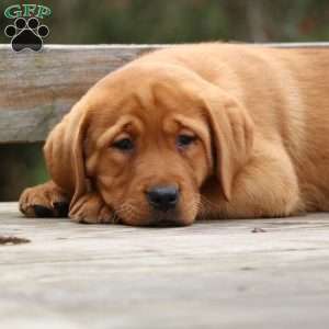 Lacey, Fox Red Labrador Retriever Puppy