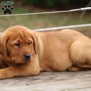 Lacey, Fox Red Labrador Retriever Puppy