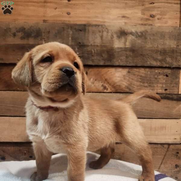 Molly, Yellow Labrador Retriever Puppy