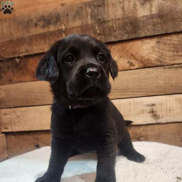 Stella, Black Labrador Retriever Puppy