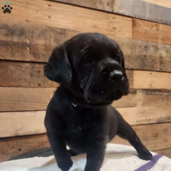 Bear, Black Labrador Retriever Puppy