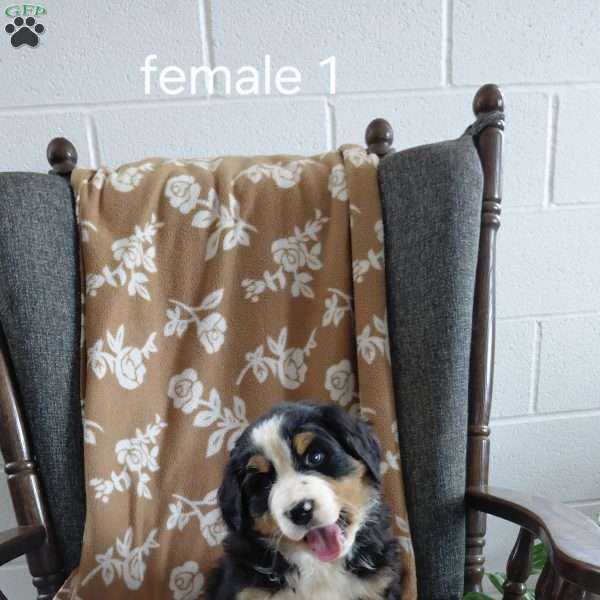 Kathy, Bernese Mountain Dog Puppy