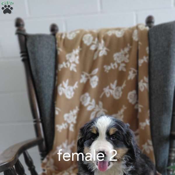 Kayla, Bernese Mountain Dog Puppy