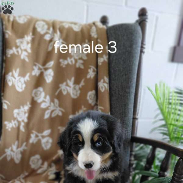 Karla, Bernese Mountain Dog Puppy