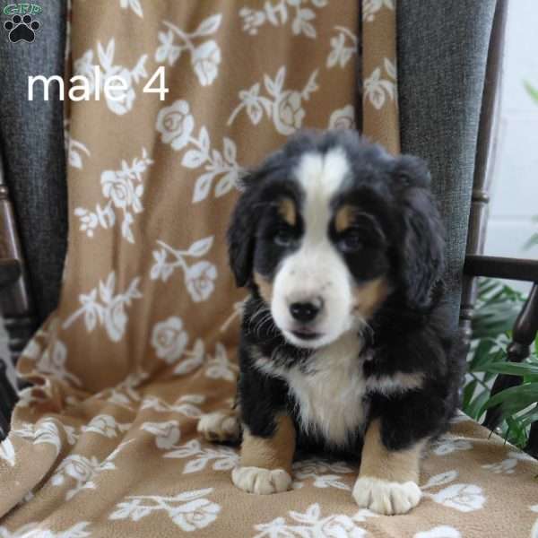 Oscar, Bernese Mountain Dog Puppy