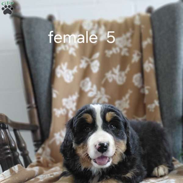 Daisy, Bernese Mountain Dog Puppy