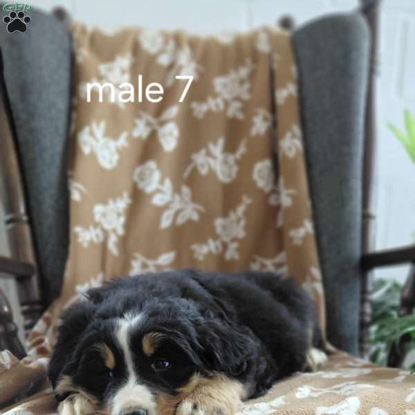 Paulie, Bernese Mountain Dog Puppy