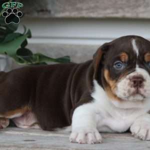 Herman, Beabull Puppy