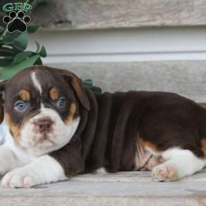 Herman, Beabull Puppy