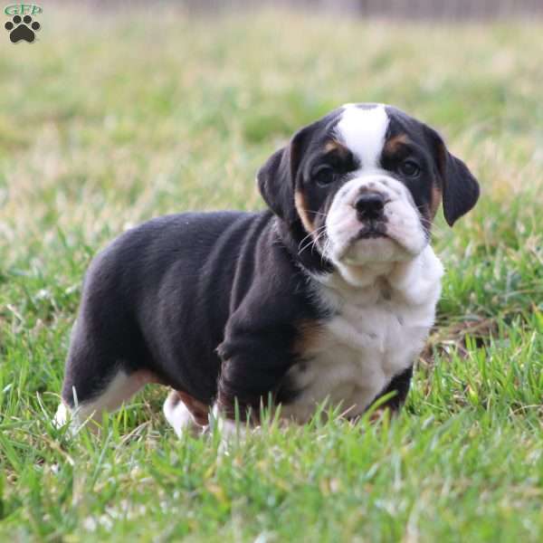 Buster, Beabull Puppy