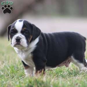 Buster, Beabull Puppy