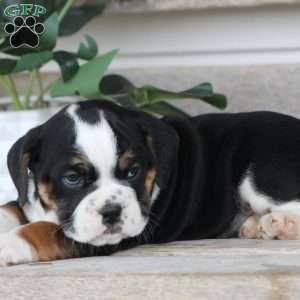 Buster, Beabull Puppy