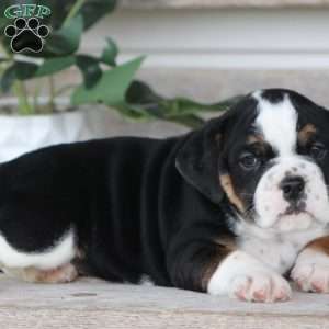 Buster, Beabull Puppy