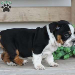 Rover, Beabull Puppy