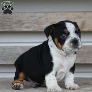 Rover, Beabull Puppy