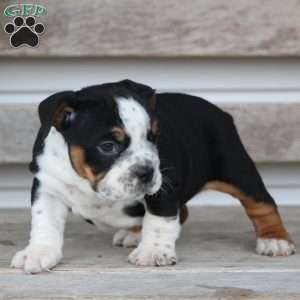 Rover, Beabull Puppy