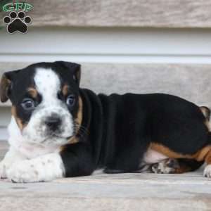 Rover, Beabull Puppy