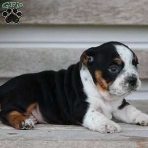 Rover, Beabull Puppy